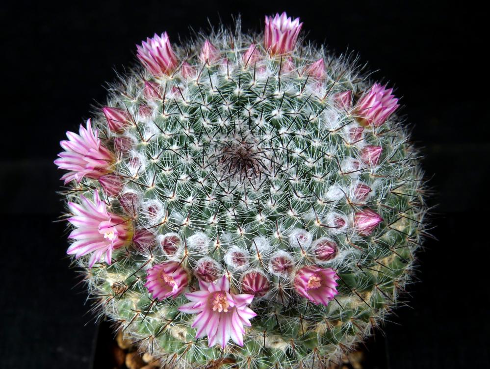 Mammillaria